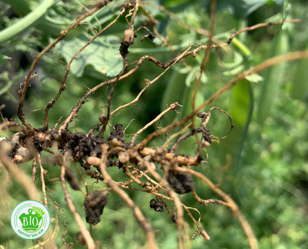 Изображение WhatsApp 2023-10-02 в 14.35.46_6778aaf2 копия