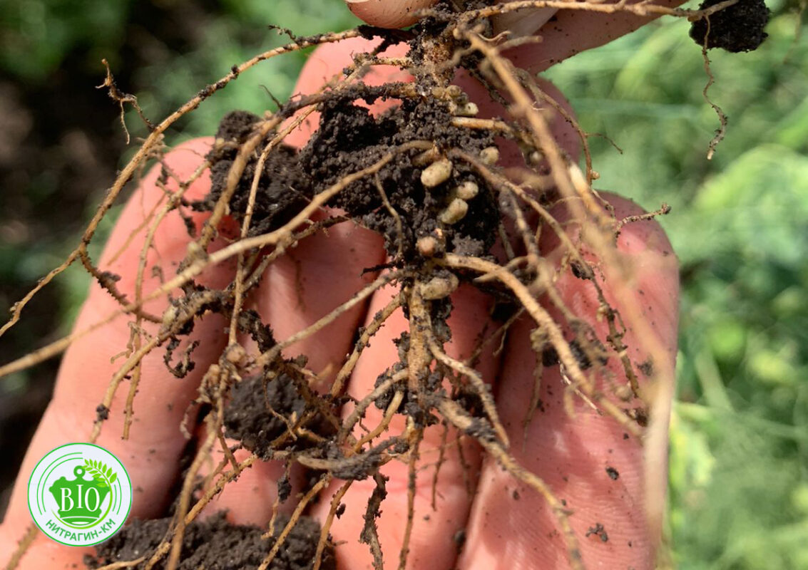 Изображение WhatsApp 2023-10-02 в 14.35.47_8e2c58b3 копия